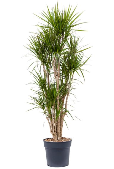 Grote dracaena marginata 3
