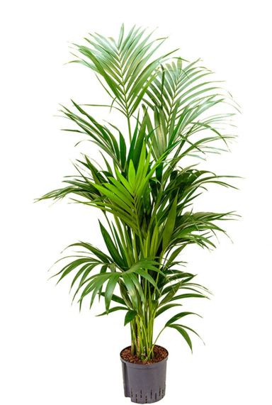 kentia palme hydrokulturpflanze