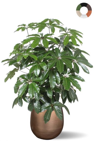 Grote schefflera in pot