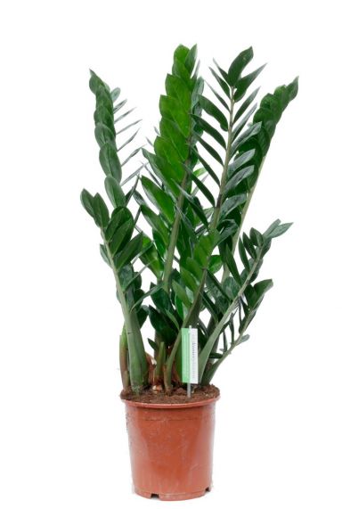 Zamioculcas Zamiifolia