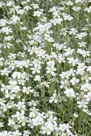 Gypsophila repens alba gartenpflanze
