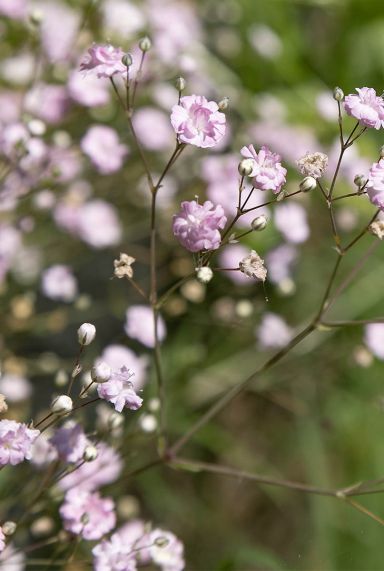 Gypsophila repens rosea gardenpflanze