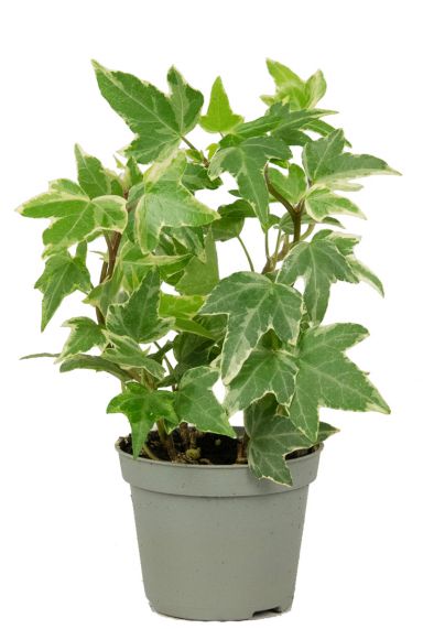 Hedera helix white