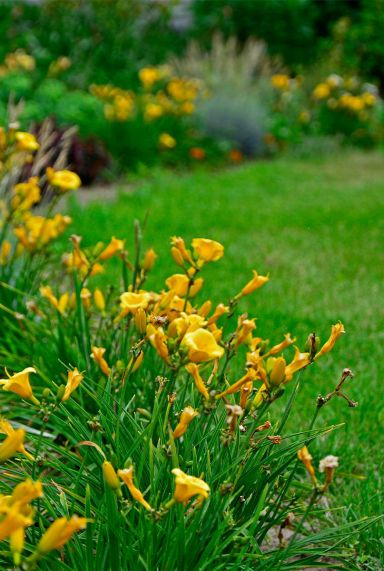 Hemerocallis stella de oro gartenpflanze