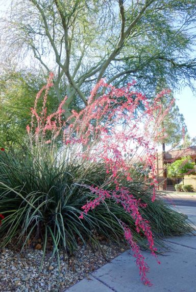 Hesperaloe parviflora gartenpflanze p19