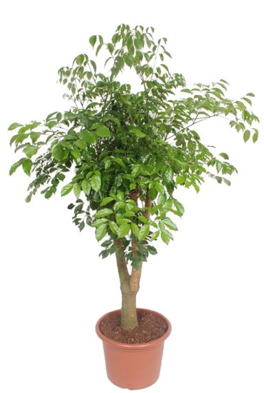 Heteropanax chinensis 1