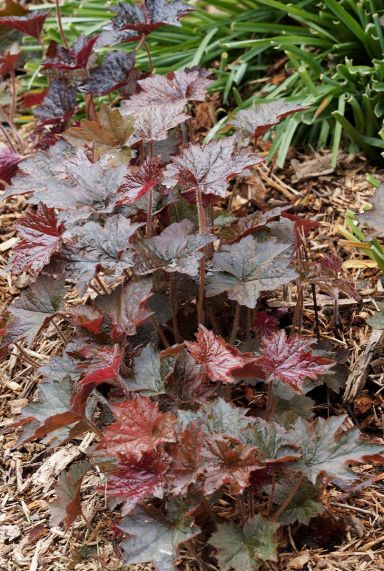 Heuchera micrantha palace purple gartenpflanze