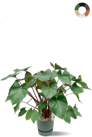 Homalomena maggy plant in pot 1