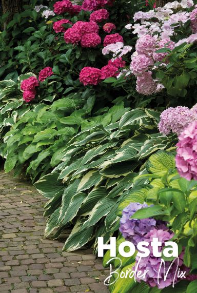 Hosta border mix blumenzwiebeln