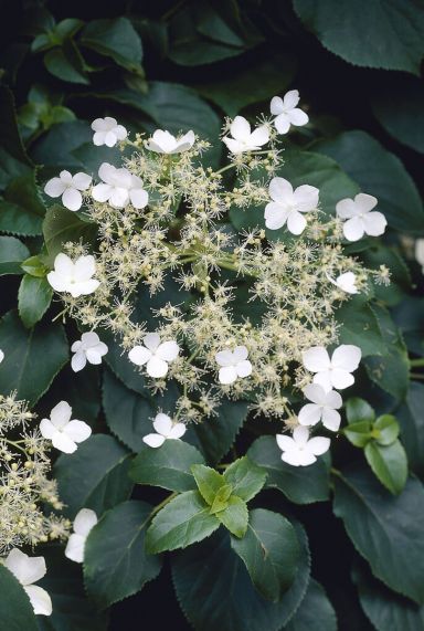 Hydrangea anomala petiolaris gardenpflanze p14