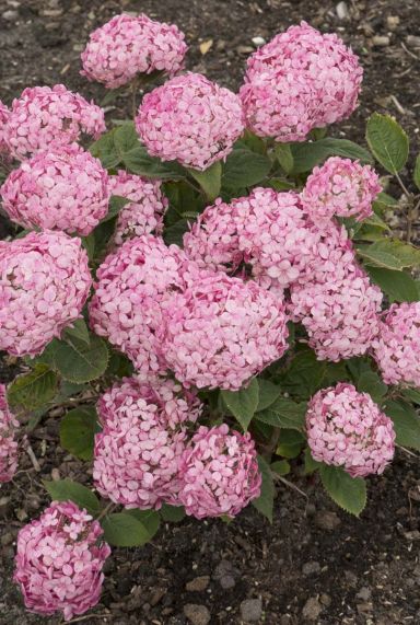 Hydrangea arborescens ruby annabelle gartenpflanze 19