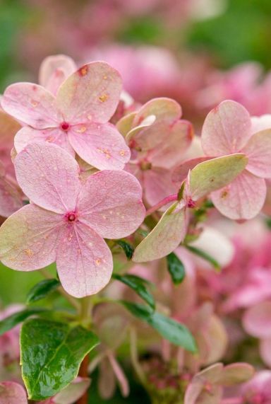 Hydrangea paniculata ophelia gartenpflanze