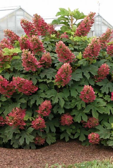 Hydrangea quercifolia ruby slippers gartenpflanze