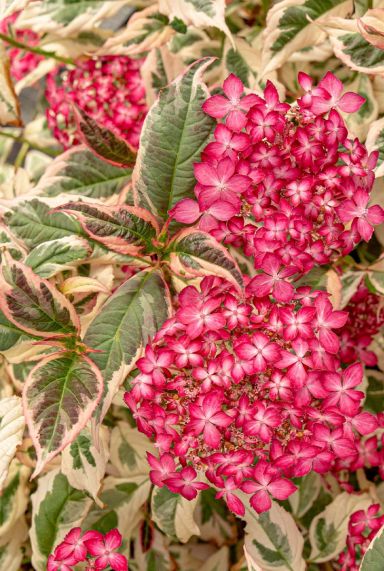 Hydrangea serrata euphoria pink gardenpflanze