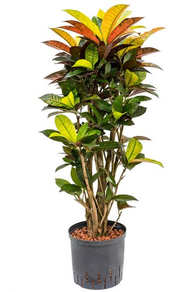 Croton Zimmerpflanze