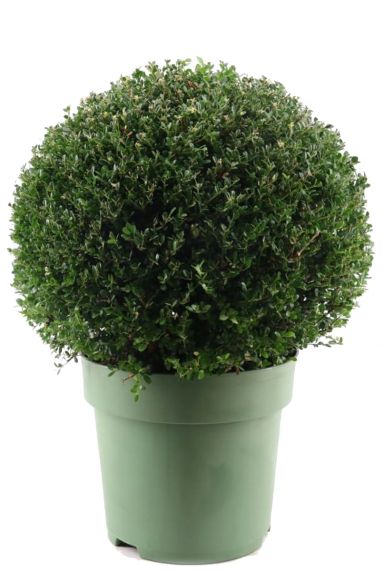 Ilex crenata ball p33