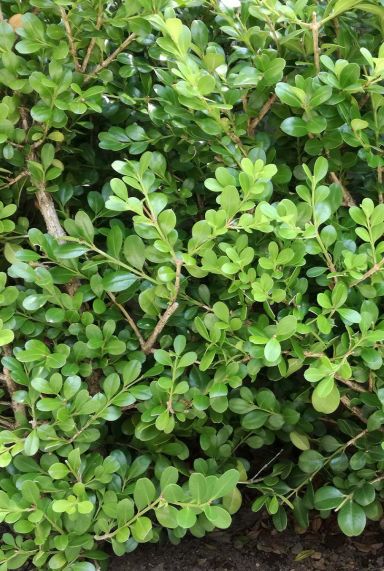 Ilex crenata jenny gartenpflanze