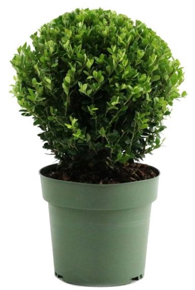 Ilex crenata jenny p17