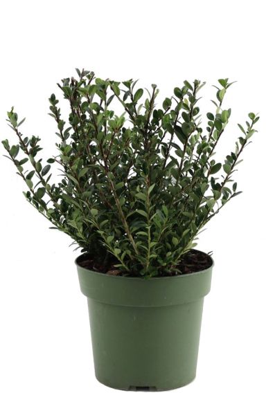 Ilex crenata jenny p17 13