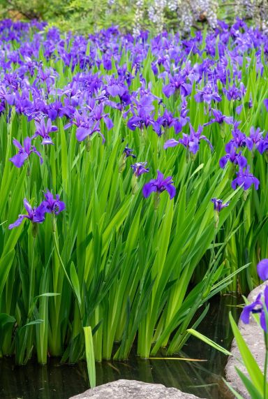 Iris kaempferi teichpflanze