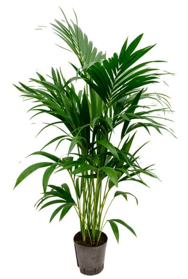 Kentia-palme-hydrokultur