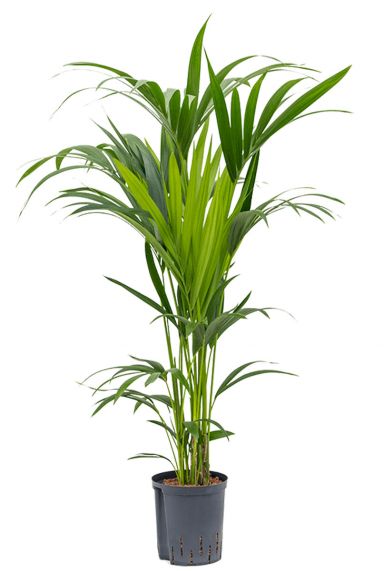 Kentia hydrocultuur plant 1
