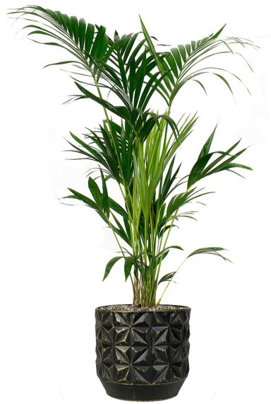 Kentia im schwarz topf 2