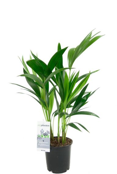 Kentia Palme (Howea forsteriana) Pflege 123zimmerpflanzen