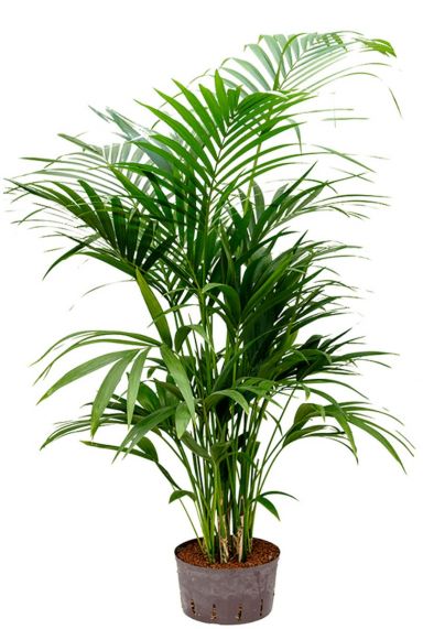 Kentia palm hydro kamerplant 1