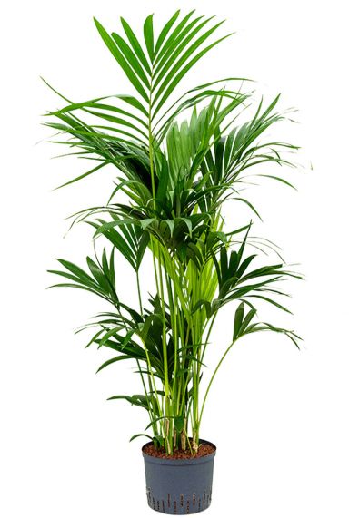 Kentia palm hydrocultuur plant 1