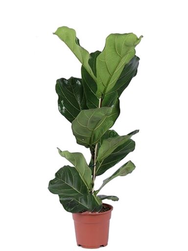 Kleine ficus lyrata zimmerpflanze