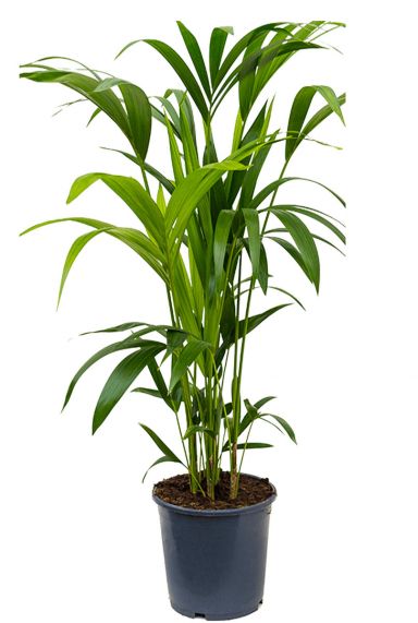 Kleine kentia palm 1 2