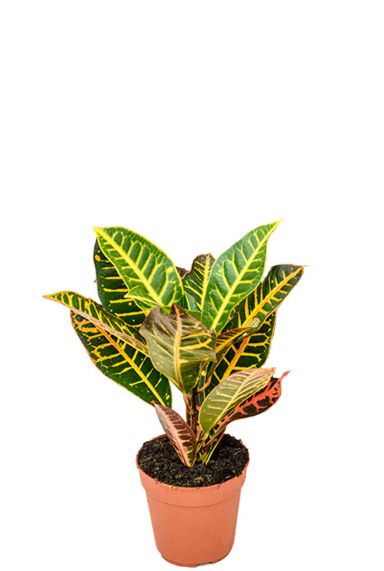 Kleine pflanze croton