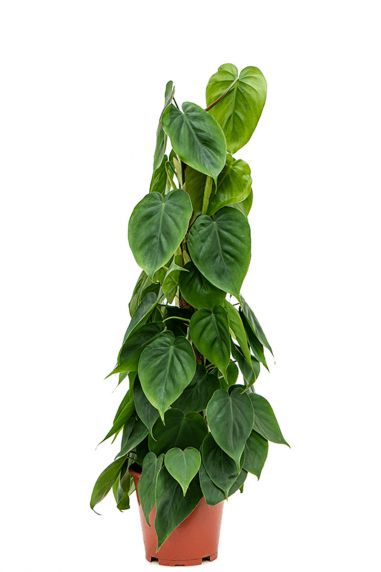 Kleine philodendron scandens