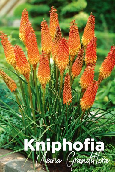 Kniphofia uvaria grandiflora blumenzwiebeln