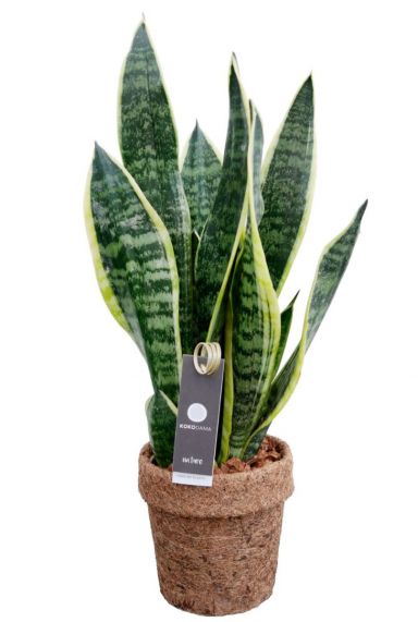 Kokodama sansevieria bogenhanf