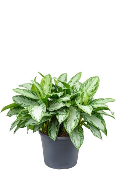 Kolbenfaden (Aglaonema) Pflege 123zimmerpflanzen