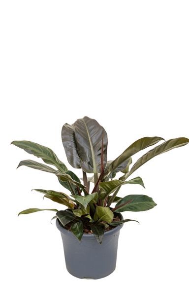 Philodendron imperial red