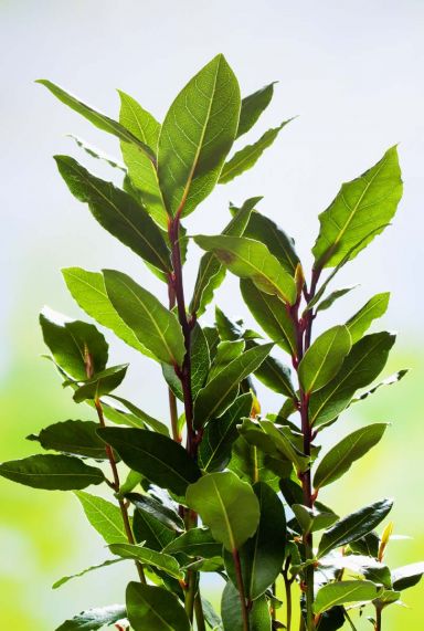 Laurus nobilis gartenpflanze 27