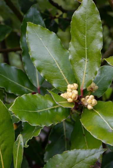 Laurus nobilis gartenpflanze p15