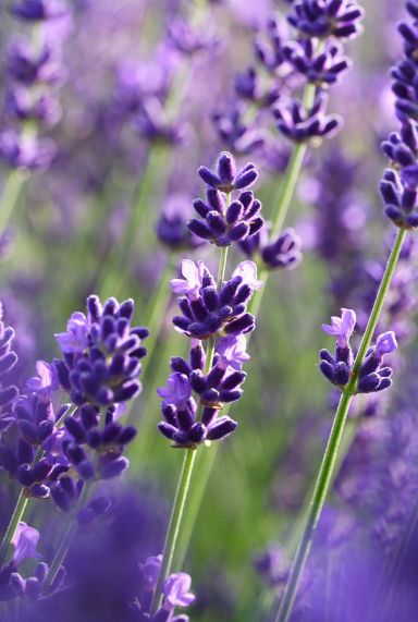 Lavande angustifolia felice gardenpflanze