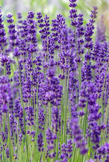 Lavandula angustifolia dwarf blue gartenpflanze