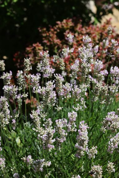Lavandula angustifolia edelweiss gartenpflanze