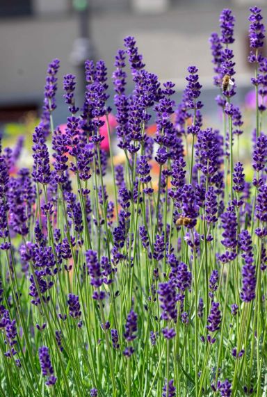 Lavandula angustifolia gardenpflanze 1
