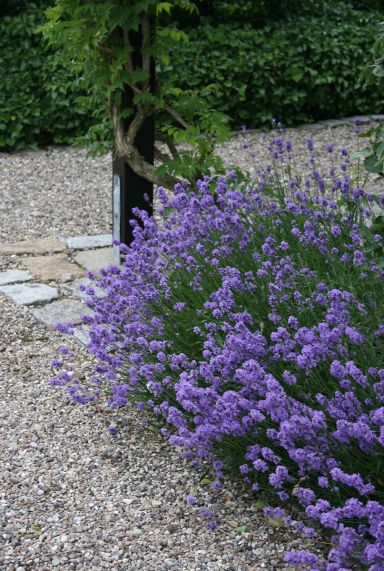 Lavandula angustifolia hidcote gartenpflanze