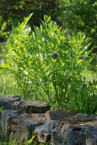 Levisticum officinale plante de jardin