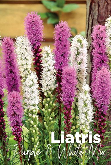 Liatris purple white mix blumenzwiebeln