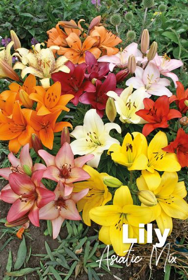 Lily asiatic mix blumenzwiebeln