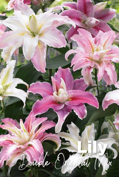 Lily double oriental mix blumenzwiebeln