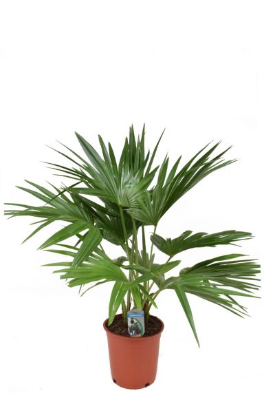 Livistonia rotundifolia palme
